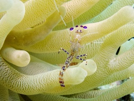 Spotted Cleaner Shrimp IMG 7414